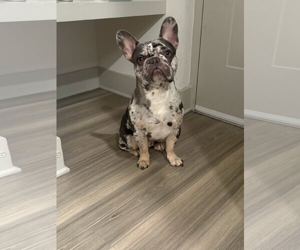 Medium Photo #2 French Bulldog-Unknown Mix Puppy For Sale in Oakland Park, FL, USA