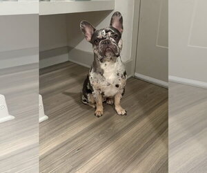 Luffy - Male French Bulldog-Unknown Mix Dog for Adoption - Photo #2