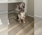 Small Photo #2 French Bulldog-Unknown Mix Puppy For Sale in Oakland Park, FL, USA