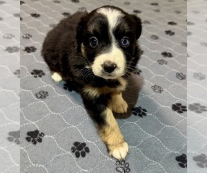 Medium Australian Shepherd