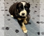 Puppy Girl 4 Australian Shepherd