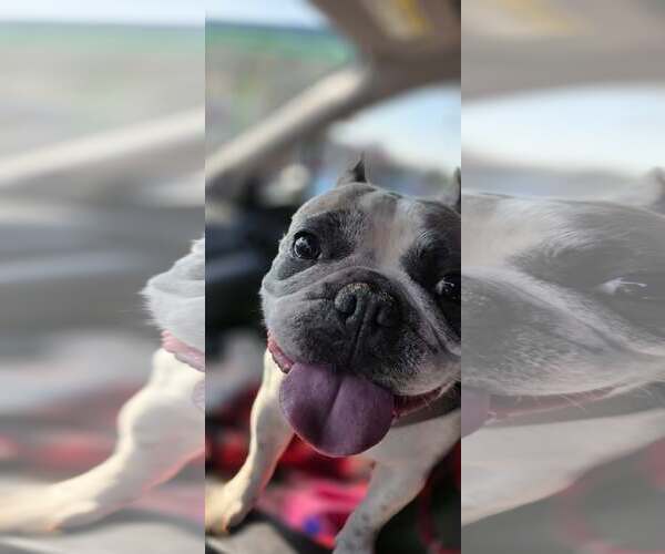 Medium Photo #1 French Bulldog Puppy For Sale in Tenafly, NJ, USA