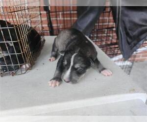 Labrador Retriever-Unknown Mix Dogs for adoption in Houston, TX, USA