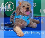 Small #2 Poodle (Miniature)