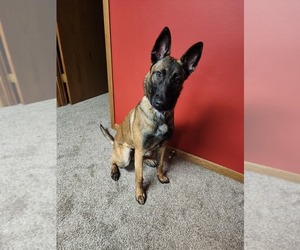 Malinois Puppy for sale in MACHESNEY PARK, IL, USA