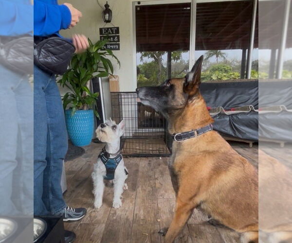 Medium Photo #7 Mutt Puppy For Sale in Imlay City, MI, USA