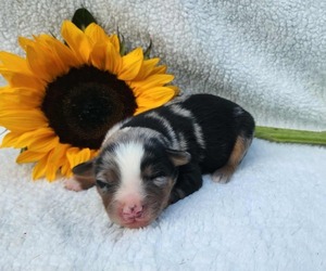 Miniature Australian Shepherd Puppy for sale in SANDOWN, NH, USA