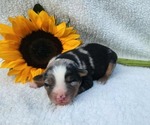 Image preview for Ad Listing. Nickname: Raphie