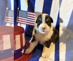 Puppy Hank Australian Shepherd