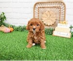 Small #14 Cavapoo (Miniature)