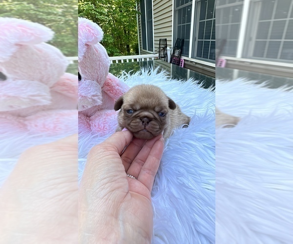 Medium Photo #5 Pug Puppy For Sale in PLEASANTVILLE, NY, USA