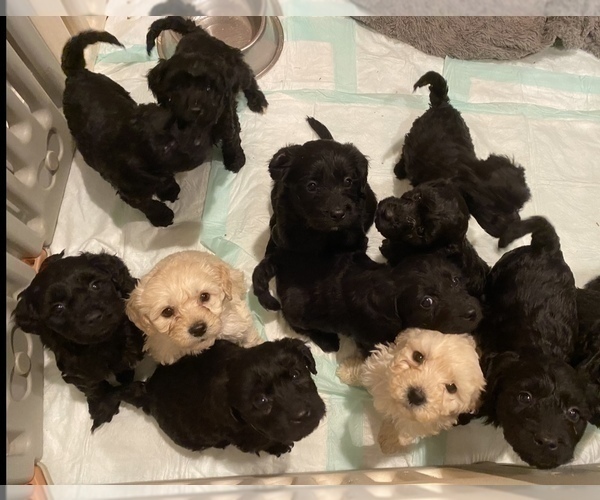 Medium Photo #8 Labradoodle Puppy For Sale in BOILING SPRINGS, SC, USA