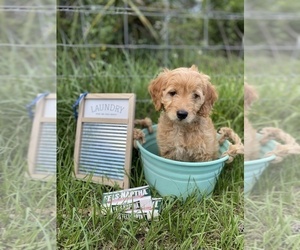 Golden Retriever-Poodle (Toy) Mix Puppy for sale in LITHIA, FL, USA