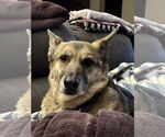 Small #12 German Shepherd Dog