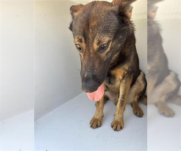 Medium Photo #1 German Shepherd Dog-Unknown Mix Puppy For Sale in Houston, TX, USA