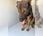 Small German Shepherd Dog Mix