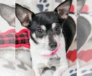 Chihuahua-Unknown Mix Dogs for adoption in Kennesaw, GA, USA