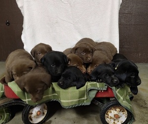 Labrador Retriever Puppy for Sale in RANDOLPH, Wisconsin USA
