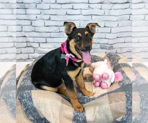 Medium Photo #4 Mutt Puppy For Sale in Kennesaw, GA, USA