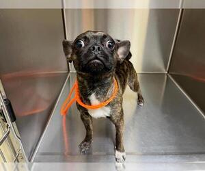 Frenchie Pug Dogs for adoption in Orange, CA, USA