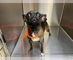 Small Frenchie Pug