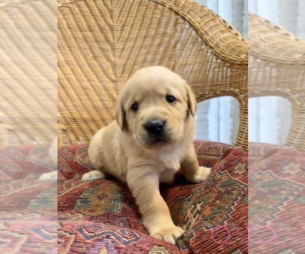 Medium Photo #4 Golden Labrador Puppy For Sale in VANCOUVER, WA, USA