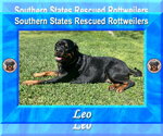 Small #1 Rottweiler