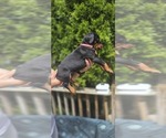 Small Photo #15 Doberman Pinscher Puppy For Sale in WHEELING, IL, USA