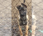 Small Photo #4 Belgian Malinois Puppy For Sale in CORBIN, KY, USA