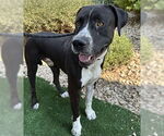 Small #1 American Pit Bull Terrier Mix