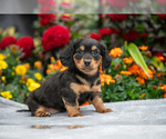 Puppy Liam Dachshund