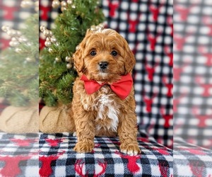 Cavapoo-Poodle (Miniature) Mix Puppy for sale in NEW PROVIDENCE, PA, USA