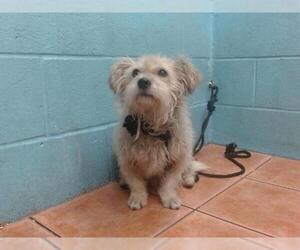 Mutt Dogs for adoption in Downey, CA, USA