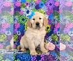 Small Photo #4 Golden Retriever Puppy For Sale in OXFORD, PA, USA