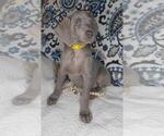Small Photo #1 Weimaraner Puppy For Sale in LEWISBURG, KY, USA