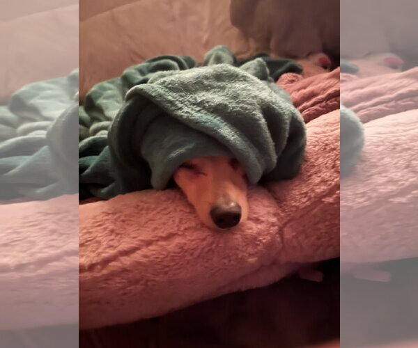 Medium Photo #6 Chiweenie Puppy For Sale in Milwaukie, OR, USA