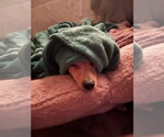 Small #5 Chiweenie