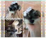 Puppy Sarabi Schnauzer (Miniature)