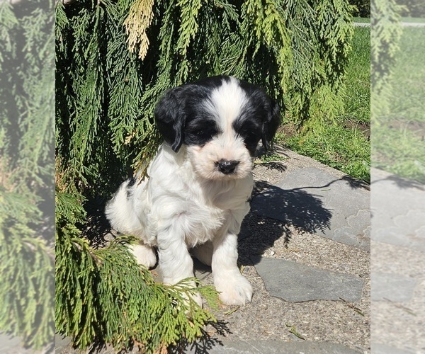 Medium Photo #3 Tibetan Terrier Puppy For Sale in WATERLOO, NY, USA