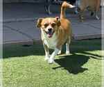 Small #3 Chihuahua Mix