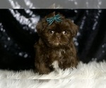 Small #5 Shih Tzu