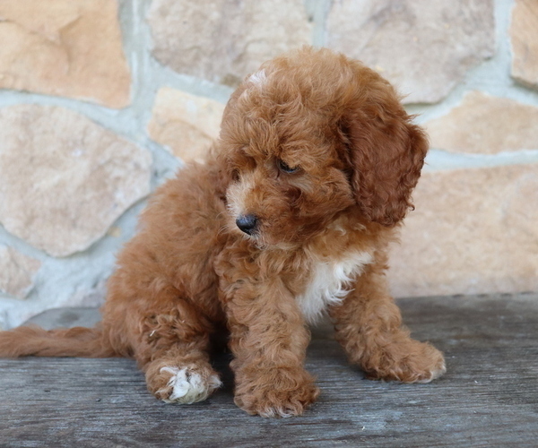 Medium Photo #5 ShihPoo Puppy For Sale in HONEY BROOK, PA, USA