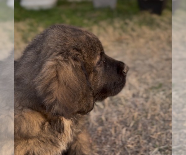 Medium Photo #7 Mastiff-Pyrenean Mastiff Mix Puppy For Sale in RHOME, TX, USA
