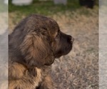Small #6 Mastiff-Pyrenean Mastiff Mix