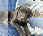 Small #41 Labrador Retriever