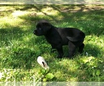 Small Photo #5 Labrador Retriever Puppy For Sale in FRUITPORT, MI, USA