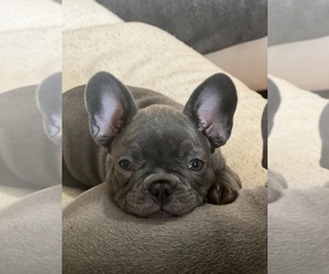 French Bulldog Puppy for sale in ARLINGTON, TN, USA