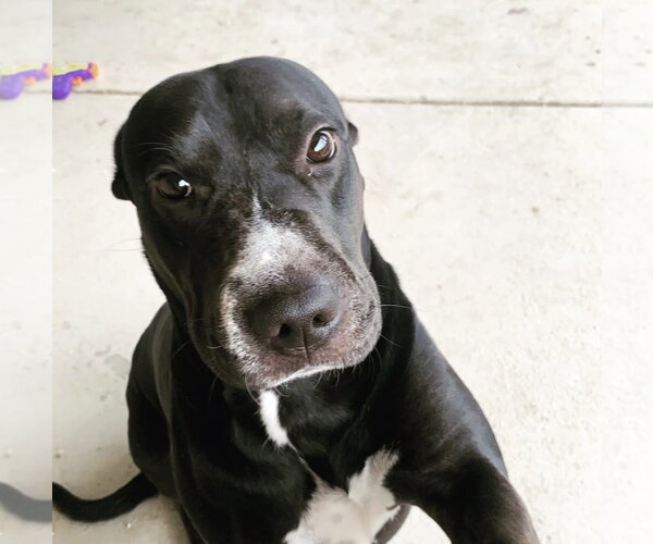 Medium Photo #2 Mutt Puppy For Sale in Chandler, AZ, USA