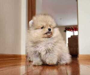 Pomeranian Puppy for sale in WEST CHICAGO, IL, USA