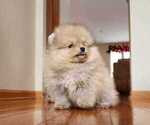 Small Photo #1 Pomeranian Puppy For Sale in WEST CHICAGO, IL, USA